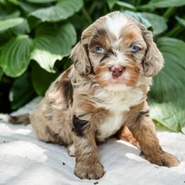 Cavapoo puppies from Steindoodles