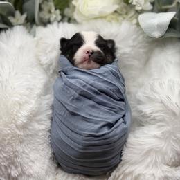 Romeo - Black and tan parti male Pomeranian puppy in Wagoner, Oklahoma from Cascade Pomeranians