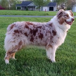 Australian Shepherds from Lace Creek Ranch