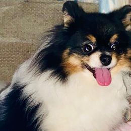 Zoey - Pomeranian