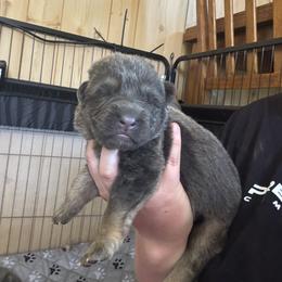 Aquamarine - Blue female German Shepherd puppy in Watervliet, Michigan from M&M Shepherd Farms