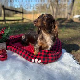 Remi - Dachshund
