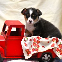 Bernice - Black and tan Pembroke Welsh Corgi puppy in Purcellville, Virginia from Rhone River Farm Pembroke Welsh Corgis