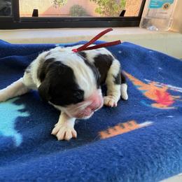 Red collar - White and brown male Saint Bernard puppy in Ramona, California from Buendias Ranch Saint Bernards & Bernese Mountain Dogs