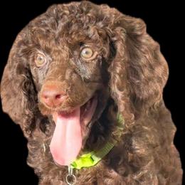 Clove Garland - Brown female Poodle puppy in Corona, California from Garden Of Poodles