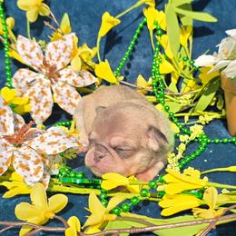 Chinchilla (white) Girl - White female Pug puppy in Tulsa, Oklahoma from Locust Creek Pugs