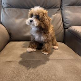 Dahlia - Poodle
