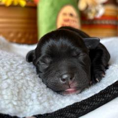 TBD 7 - Brindle female Staffordshire Bull Terrier puppy in Houston, Texas from Breaking Bad Staffords