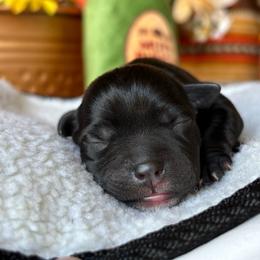 TBD 7 - Brindle female Staffordshire Bull Terrier puppy in Houston, Texas from Breaking Bad Staffords