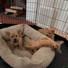 Norwich Terrier puppies from Redhead Norwich