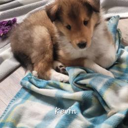 Kevin - Sable male Collie puppy in Mattoon, Illinois from Gold Leaf Collies