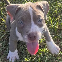 American Bully Puppies from King Bane's Bullies