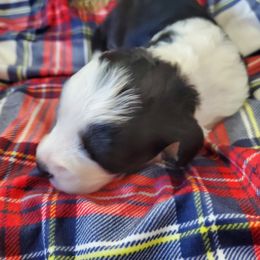 Pomeranian and Sheepadoodle Puppies from Fluffy Wonders Poms and Doodles