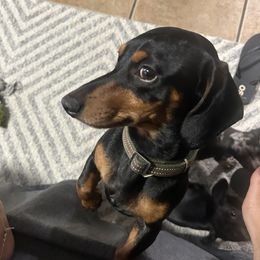 Tassie - Dachshund