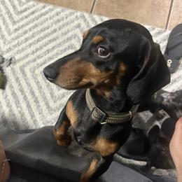 Tassie - Dachshund