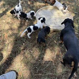 Dachshund Puppies from Matalik’s Mini’s