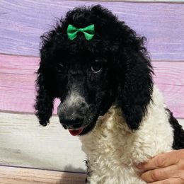 Molly light Green Collar - Poodle puppy in Salisbury, North Carolina from Majestic’s Poodles