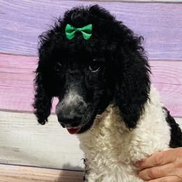 Molly light Green Collar - Poodle puppy in Salisbury, North Carolina from Majestic’s Poodles