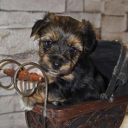 Odin - Black and tan male Yorkshire Terrier puppy in Vancouver, Washington from Yorkastle Kennels