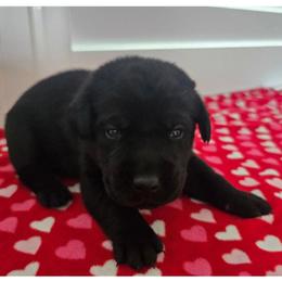 Orange Boy - Black male Labrador Retriever puppy in Elk Grove, California from Labrador Trails