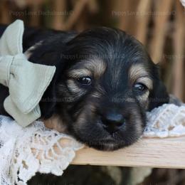 Max - Cream male Dachshund puppy in Wakarusa, Indiana from PuppyLove Dachshunds