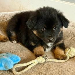 Aioli - Black tri male Miniature Australian Shepherd puppy in Medical Lake, Washington from MAS Gone Rogue