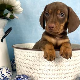 Maverick AKC - Chocolate and tan male Dachshund puppy in Hendersonville, North Carolina from Snarky Doxy Miniature Dachshunds