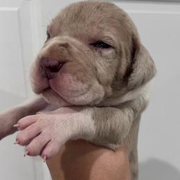 Smoke Bomb - Chocolate male Great Dane puppy in Florida from Beachside Kennels