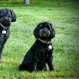 Australian Labradoodle Puppies from Tiny Treasures Australian Labradoodles