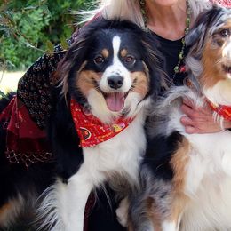 Australian Shepherds from Deborah's Aussies
