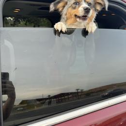 Buddy - Blue merle male Toy Australian Shepherd puppy in Woodlake, California from For the Love of Aussie