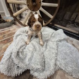 Checo - Liver white and roan male English Springer Spaniel puppy in Fallscity, Texas from Ciblo Creek Spaniels