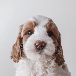 Brooks (Blue Collar) - Parti male Goldendoodle puppy in Beaverton, Oregon from Henry Elliots