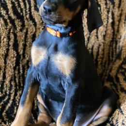 Doberman Pinscher Puppies from Love of Dobermans
