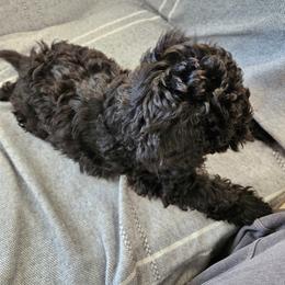 Havapoo Puppies from Derbyville Havapoos