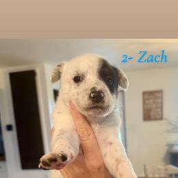 2- Zach - Black & white male Miniature Australian Shepherd puppy in Chilton, Wisconsin from Pointless Acres