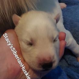 Abigail - White female Siberian Husky puppy in Savannah, Georgia from Stacy's Siberian Huskies