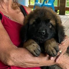 Dilute Retrievers, French Bulldogs, Labrador Retrievers, and Leonbergers from QVR Labradors, Leonbergers and Frenchies