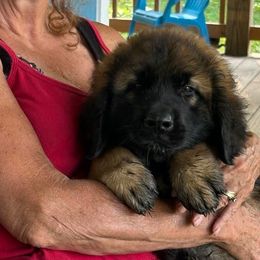 Dilute Retrievers, French Bulldogs, Labrador Retrievers, and Leonbergers from QVR Labradors, Leonbergers and Frenchies