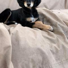 Omar - Taupe Boy - Black and tan male Saluki puppy in Los Angeles, California from Srinagar Salukis