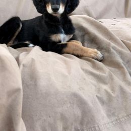 Omar - Taupe Boy - Black and tan male Saluki puppy in Los Angeles, California from Srinagar Salukis