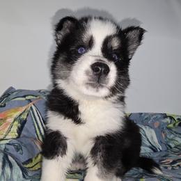 Spot - Black and white male Siberian Husky puppy in Kansas City, Missouri from Anuun's Huskies