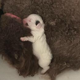 Yang - Parti male Double Doodle puppy in Lehi, Utah from Our Little Farm Life Doodles