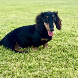 Todd - Dachshund