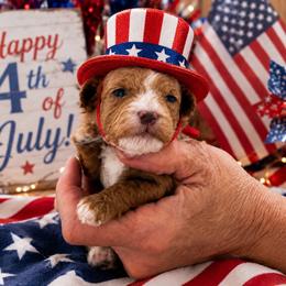 Chocolate Chip - Red female Cavapoo puppy in South Jordan, Utah from Diamond Companions