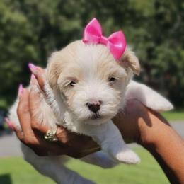 Puppy B (hot pink) - White and lemon female Maltese puppy in North Chesterfield, Virginia from Maltese Love