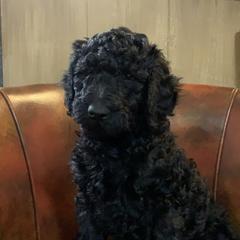 Double Doodle, Goldendoodle, and Pyredoodle Puppies from Little Muddy Doodles