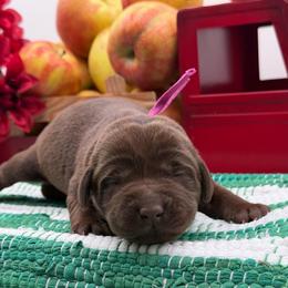 Dark Pink - Chocolate female Labrador Retriever puppy in Heath Springs, South Carolina from Rich Hill Retrievers
