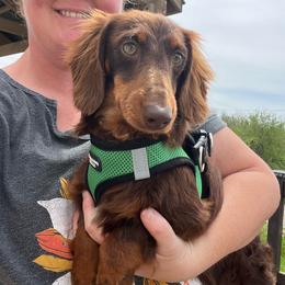 Levi - Chocolate and tan male Dachshund puppy in Stuart, Iowa from Johnson Family Paws