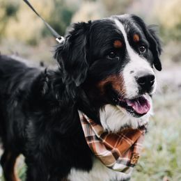 Ty - Bernese Mountain Dog